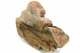 Strelley Pool Stromatolite Section - Billion Years Old #221628-2